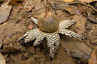 partidas brasileirão_paisagem floresta amazonica_paradigmas da programação