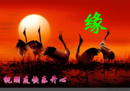 Jungle Giants_Siberian Storm_Sakura Fortune 2